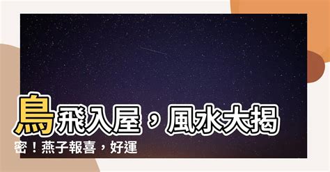 鳥飛 入 屋 風水|【鳥飛進家裡】家有喜事來了！鳥飛進家裡預示著什麼吉凶？